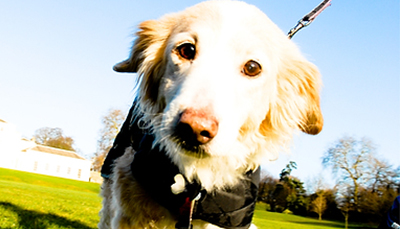 Protection of Animals During Transport and Related Operations